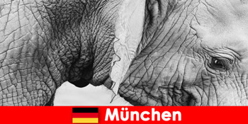 Chuyến đi đặc biệt cho du khách đến sở thú nguyên bản nhất ở Đức Munich