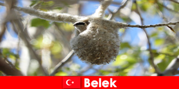 Du khách thiên nhiên trải nghiệm thế giới của cây cối và chim ở Belek Thổ Nhĩ Kỳ