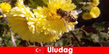 Khám phá hệ động vật và thực vật tuyệt đẹp ở Uludag Thổ Nhĩ Kỳ