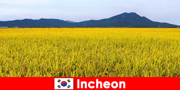 Incheon Hàn Quốc kỳ nghỉ thiên nhiên cho những người yêu thích giữa hệ thực vật và động vật