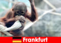 Gia đình Frankfurt đi chơi trong vườn thú lâu đời thứ hai ở Đức